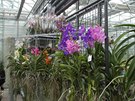 Prodej orchidejí probíhá po dobu výstavy (tedy do 22. března) v provozním...