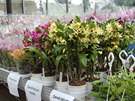 Hybridní orchideje v prodejní části výstavy orchidejí (potrvá do do 22....