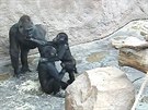 Gorilí mláata lakují s Bikirou