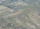 Pohled do podhí: prakticky vekerá plocha je pokryta olivovými háji.