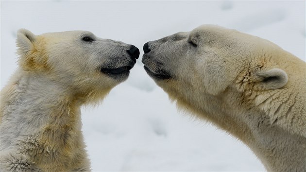 Zoo v Ranua se pyn chovem mnoha polrnch zvat vetn lednch medvd.