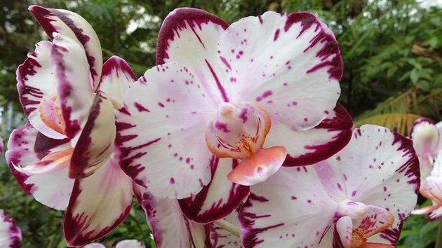 Phalaenopsis hybrid, který je k vidění nejen ve skleníku Fata Morgana, ale i v nabídce prodejní části výstavy (Botanická zahrada Praha)