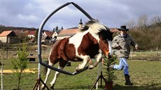 Kon� nemají rádi �ustivé nebo bílé v�ci, bojí se úzkého prostoru nebo lávek. Na...