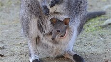 Mlád klokana rudokrkého v dínské zoo ji zaíná vykukovat z matina vaku a...