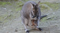 Mlád klokana rudokrkého v dínské zoo ji zaíná vykukovat z matina vaku a...