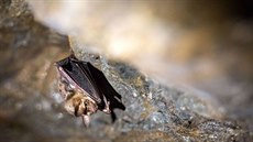Pravidelné s�ítání netopýr� na jejich zimovi�tích provádí u� 25 let zoolog...