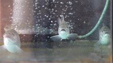 �istotu pitné vody v Ostrav� hlídají siveni ameri�tí.