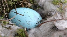 Samice krkavců velkých snášejí modrá vejce s červenohnědým skvrněním, na...