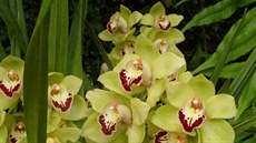 Cymbidium hybrid (skleník Fata Morgana, Botanická zahrada Praha)