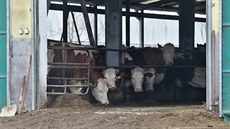 Na farm ve Vnici na Jihlavsku zabil býk padesátiletého oetovatele. Pípad...