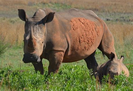 Nosoroci tuponosí, ilustraní snímek
