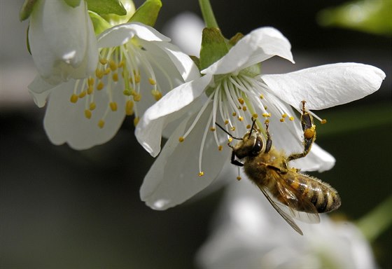 Denní teploty budou vtinu týdne dret mezi 16 a 20 °C. (Ilustraní foto)