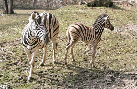 Mlád zebry damarské se narodilo 3. bezna. Návtvníkm zahrady se poprvé...