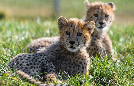 S novou sezonou se v zoo pedstaví i gepardí mláata, která se narodila loni v...