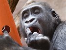 Gorila níinná v praské zoo