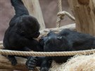 Dva malí roáci, hrdinové nového veerníku Gorilí pohádky