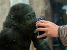 Gorilí mláata jsou stejn zvídavá jako malé dti.