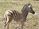 Mlád zebry damarské se narodilo 3. bezna. Návtvníkm zahrady se poprvé...