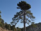 Horská stezka Atalante Trail v pohoí Troodos na Kypru