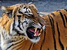 Tygr sumaterský se dá dobe poznat podle syt zlatavého zbarvení s hustým...