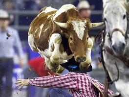 RODEO. Úkolem Nicka Guye bylo povalit býka skokem ze sedla. Místo toho se mu...