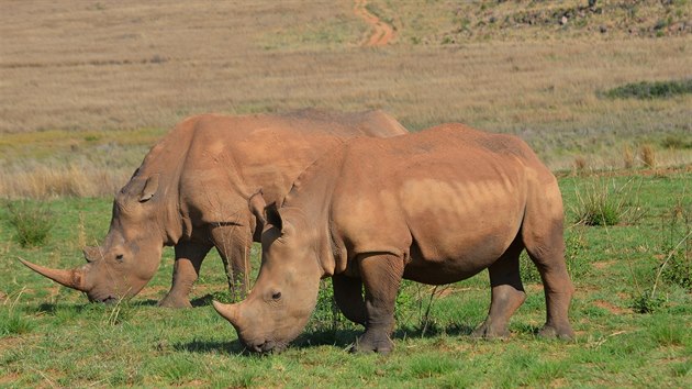 Nosorožci tuponosí, jejichž „řeči“ rozumí mladá olomoucká vědkyně Ivana Cinková z Univerzity Palackého.