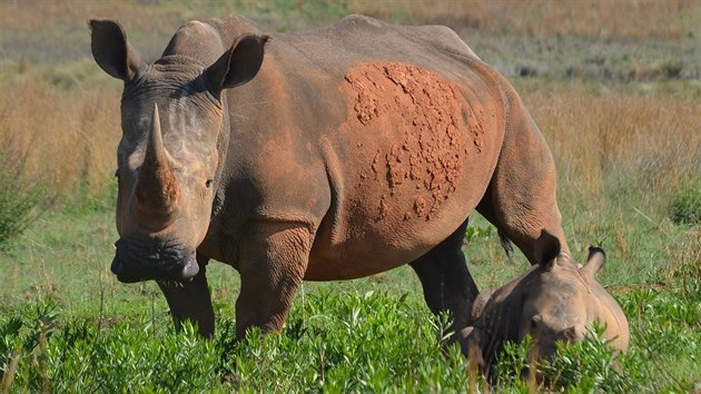 Nosorožci tuponosí, jejichž „řeči“ rozumí mladá olomoucká vědkyně Ivana Cinková z Univerzity Palackého.