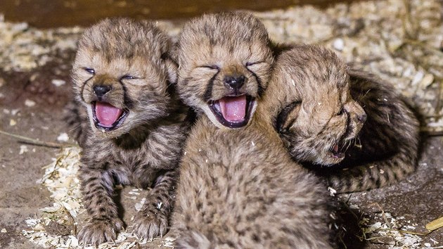 S novou sezonou se v zoo pedstav i gepard mlata, kter se narodila loni v listopadu. Na tomto snmku je jim deset dn.