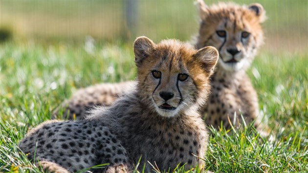 S novou sezonou se v zoo představí i gepardí mláďata, která se narodila loni v listopadu. Na tomto snímku ve své aktuální podobě.