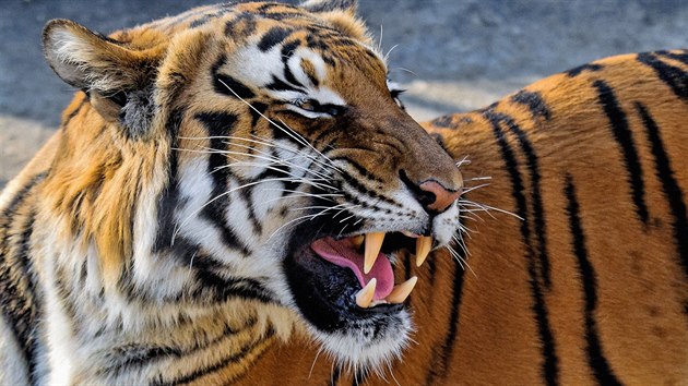 Tygr sumaterský se dá dobře poznat podle sytě zlatavého zbarvení s hustým pruhováním. Je nejmenším poddruhem tygra. Tři exempláře z Londýna by do pražské zoo měly doputovat v červenci.