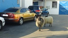 Berani v autoservisu. Tato dvojice byla na�t�stí mírumilovná.