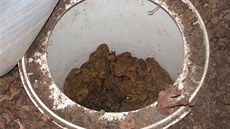 Ropuchy, které se chytly do p�ipravených nádob zakopaných v zemi.