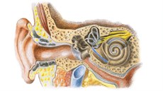 Ucho je jemný a komplikovaný nástroj. Chrate si jej, opravit nelze.