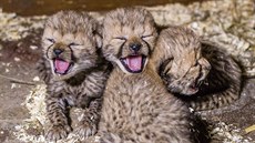 S novou sezonou se v zoo představí i gepardí mláďata, která se narodila loni v...
