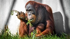 Nový pírstek do skupiny orangutan, samec Pagy je geneticky druhým...