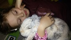 Zakrslí králici se rádi mazlí
