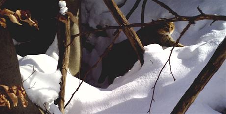 Fotopast koku divokou pistihla, jak si uívá zimního sluníka.