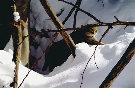 Fotopast zachytila koku divokou v Bílých Karpatech