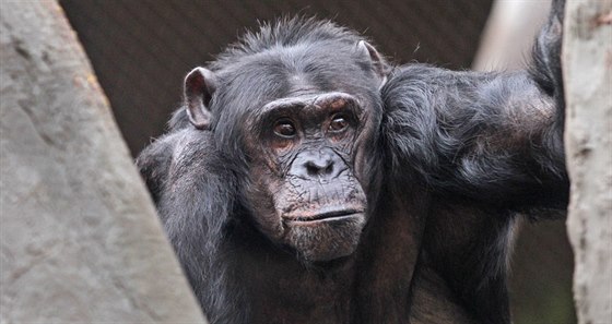 Ostravskou zoo opustí čtyři šimpanzice. Místo nich však zahrada získá tři nové šimpanzí samice a později také dva samce.