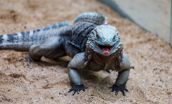 Zoologická zahrada chová leguány modravé od roku 2011 jako jediná zoo v Evrop.