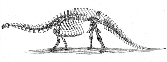 Nákres brontosaura vzniklý na základě prvního známého exempláře popsaného O. C....