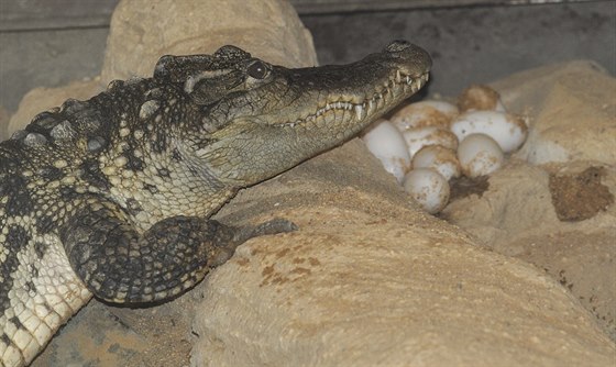 Samice krokodýla siamského v plzeňské zoologické zahradě poprvé nakladla vejce.