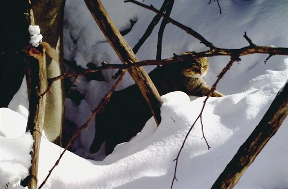 Fotopast zachytila kočku divokou v Bílých Karpatech