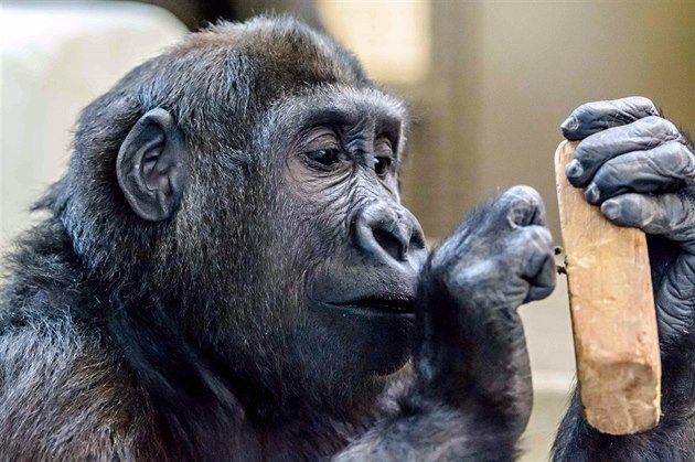 Gorilí sameček Tano na archivním snímku.