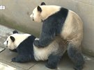 Pandy vytvoily nový rekord v páení, souloily 18 minut