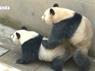 Pandy vytvoily nový rekord v páení, souloily 18 minut