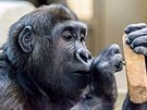 Gorilí sameek Tano na archivním snímku.