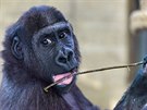 Gorilí sameek Tano (na archivním snímku) pvodem ze Zoo Praha, kterého se ped...