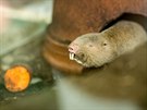 Na Pírodovdecké fakult Jihoeské univerzity zkoumají rypoe, hlodavce, kteí...
