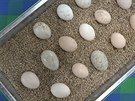 Nádoba vystlaná zrním je ideální pro etrné penáení vajec - zde slepií a...